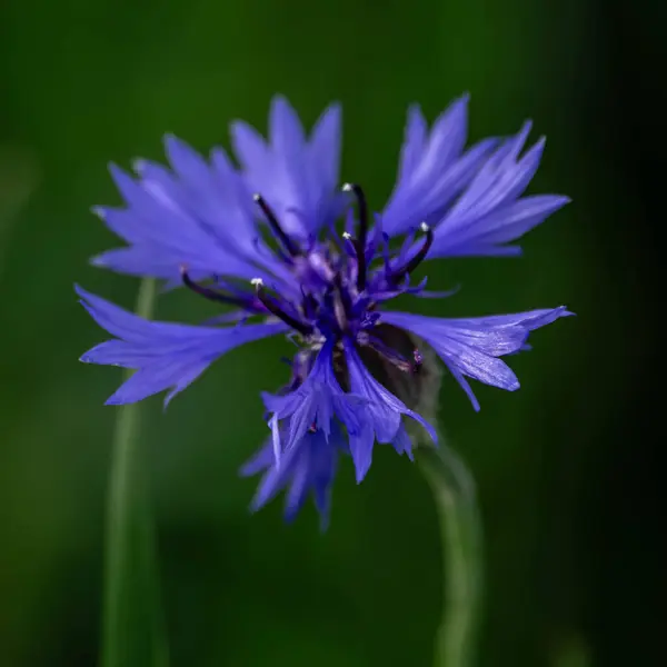 stock image Blue Flower with the scientific name Centaurea cyanus