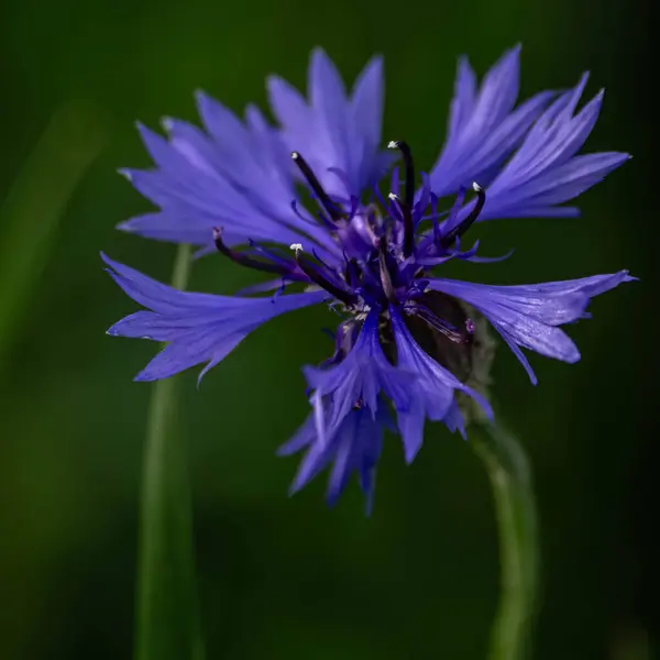 Bilimsel adı Centaurea cyanus olan Mavi Çiçek