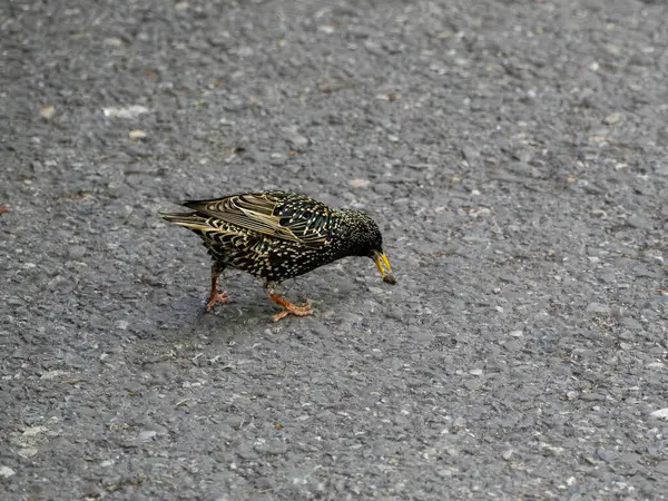 Starling Komünü 'nün güzel rengi