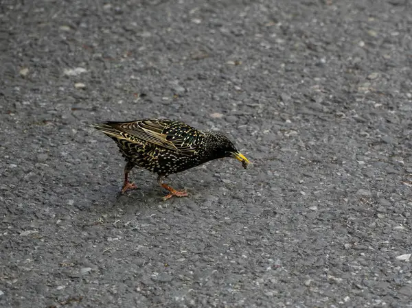 Starling Komünü 'nün güzel rengi