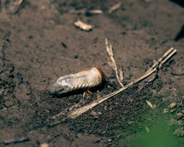 Bahçede güzel bir gün, bitkilerde küçük sürprizlerle, Scarabaeidae larvası