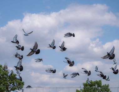 Mavi gökyüzünde bir sürü güvercin uçuyor.