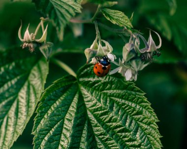 Bahçemde bir uğur böceği bulundu.
