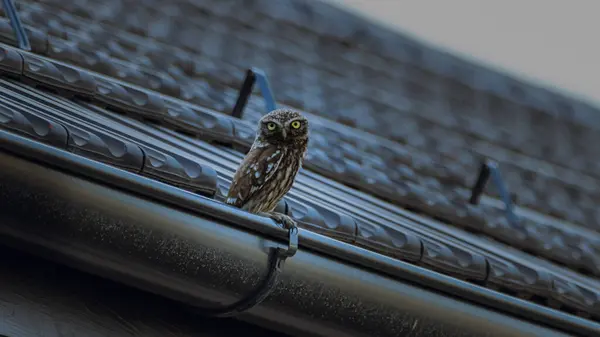 stock image A little owl lurking to catch the prey