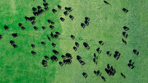 Élevage Élevage Élevage Bisons Dans Une Nature Productive — Photo