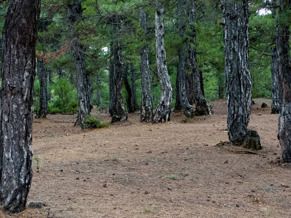 Dorosłe Lasy Sosnowe Tekstura Pustyni — Zdjęcie stockowe