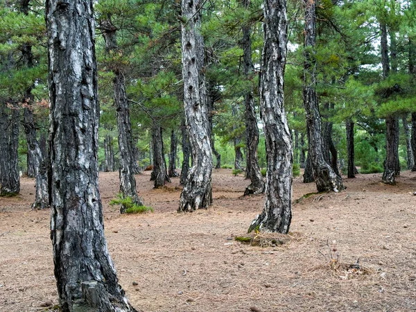 Dospělé Borovicové Lesy Pouštní Textura — Stock fotografie