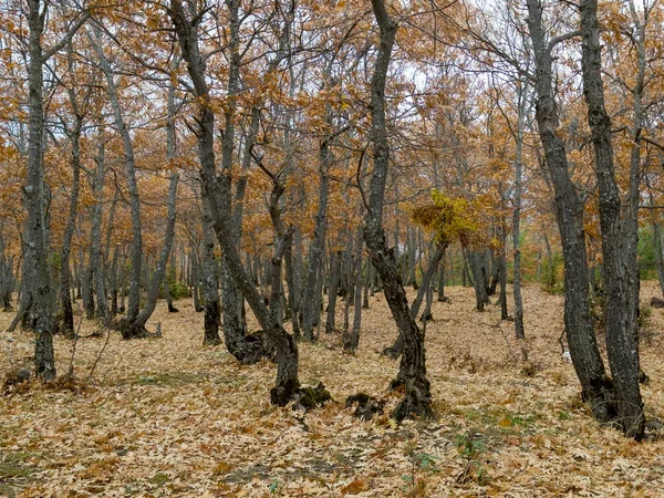Autumn Colors Dense Natural Oak Field — Stock Photo, Image