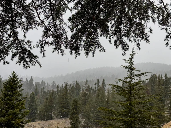 Primera Nevada Temporada Magníficas Vistas Naturaleza Zona Forestal —  Fotos de Stock