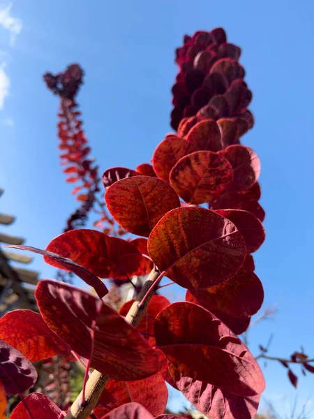 Bahçelerde Parklarda Yetişen Kırmızı Yapraklı Ağaç Renkleri — Stok fotoğraf