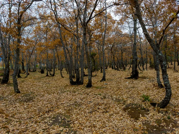 Autumn Colors Dense Natural Oak Field — Stock Photo, Image