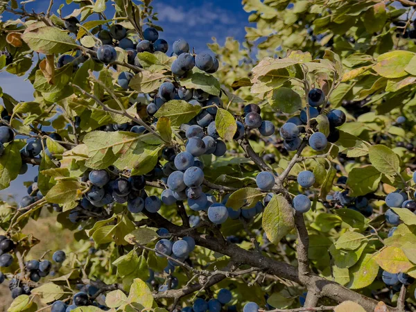 natural, purple colored fruits of shrub type and needle tree