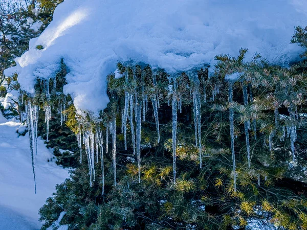 Gelo Pendurado Nas Árvores Devido Estação Inverno Constantemente Fria — Fotografia de Stock