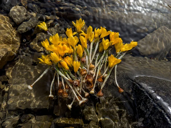 Zwiastuny Wiosny Żółte Krokusy Pachnąca Wiązanka Kwiatów — Zdjęcie stockowe
