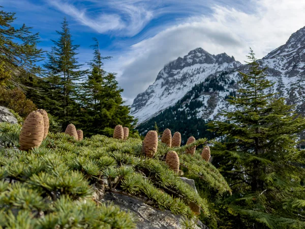 Bellezas Temporada Primavera Montañas Maravillosas Bosques Llenos Oxígeno —  Fotos de Stock