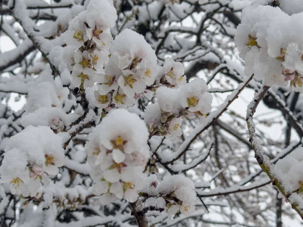 Wenn Frühling Der Unerwartete Schnee Fällt Bleiben Die Blüten Einiger — Stockfoto