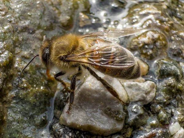 Bienen Sind Sehr Empfindlich Und Wollen Aus Sauberem Wasser Trinken — Stockfoto