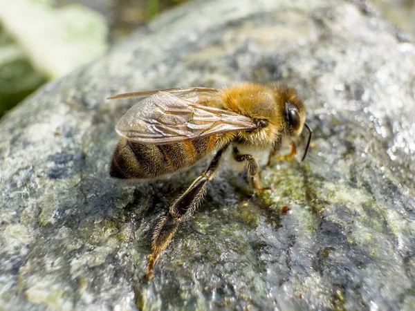 Bienen Sind Sehr Empfindlich Und Wollen Aus Sauberem Wasser Trinken — Stockfoto