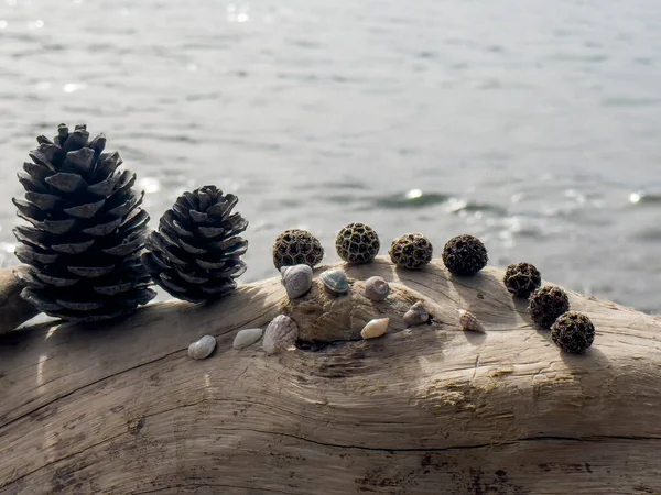 Cones Log Tree Κοχύλια Και Ηρεμία Για Τις Διακοπές — Φωτογραφία Αρχείου