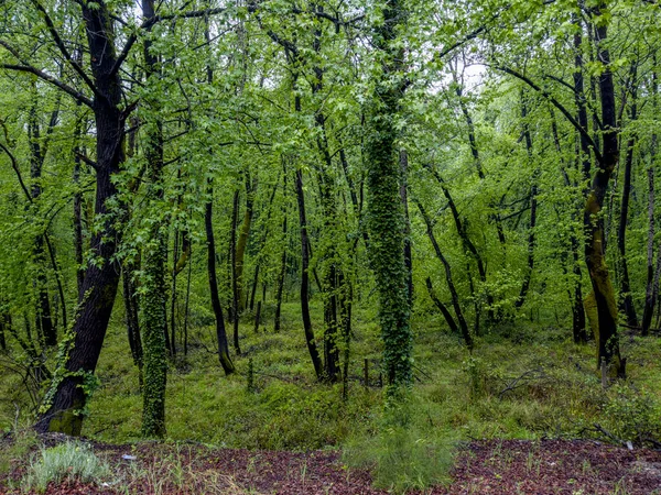 Bosques Densos Región Del Egeo — Foto de Stock