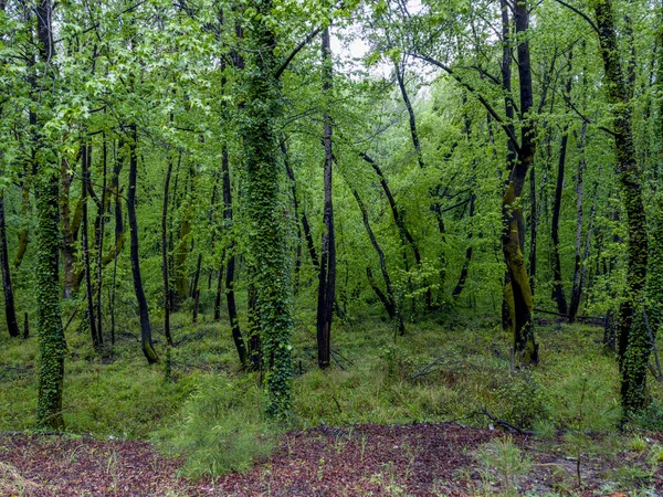Густі Ліси Егейському Регіоні — стокове фото
