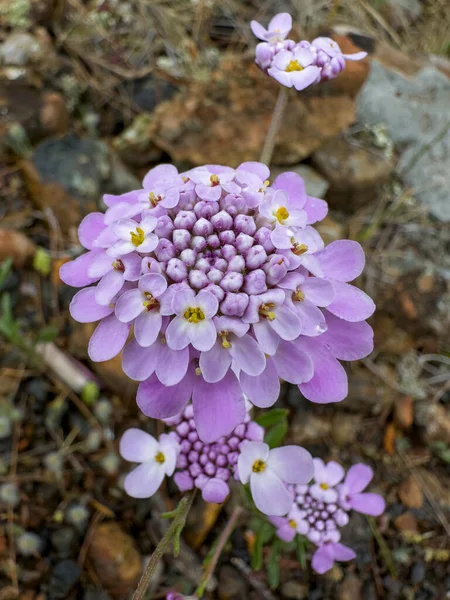 Cenne Purpurowe Gatunki Kwiatów Widziane Lasach Regionu Morza Egejskiego — Zdjęcie stockowe