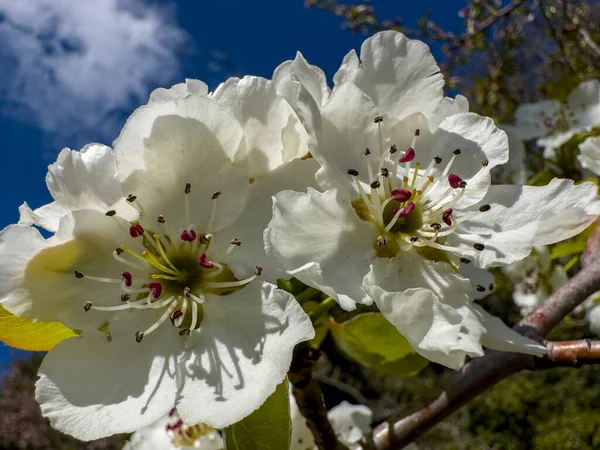 Neue Saison Birnenbaumblüten — Stockfoto