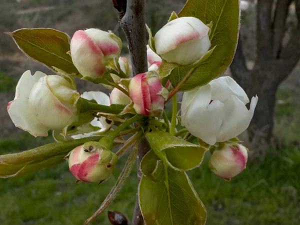 Blüten Und Blätter Des Apfelbaums Der Wachstumsphase — Stockfoto