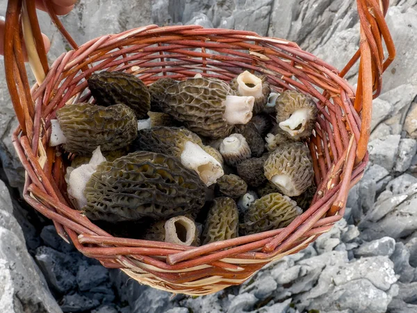 Mais Lógico Reunir Cogumelos Morel Com Uma Cesta — Fotografia de Stock