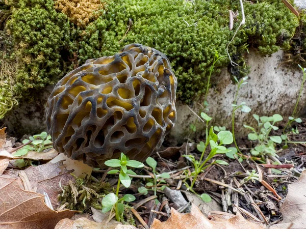 Cultivo Cogumelos Morel Seu Habitat Natural — Fotografia de Stock