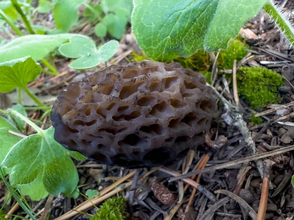 Essbare Morchelpilze Qualitativ Hochwertige Pilzsorten Und Ihre Schwarze Farbe — Stockfoto