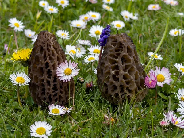 Morel Mushroom Black Tone Thick Structure High Commercial Value — Stock Photo, Image