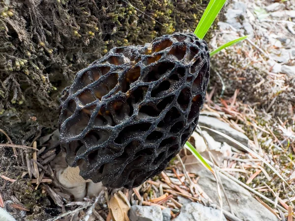 More Spore Rich Type Morel Mushroom — Stock Photo, Image