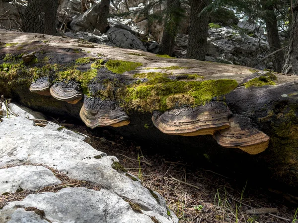 Tough Tinder Fungus Growing Diseased Trees — Stock Photo, Image