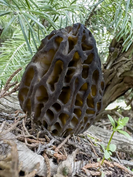 Morel Mushroom Species Grown Turkey — Stock Photo, Image