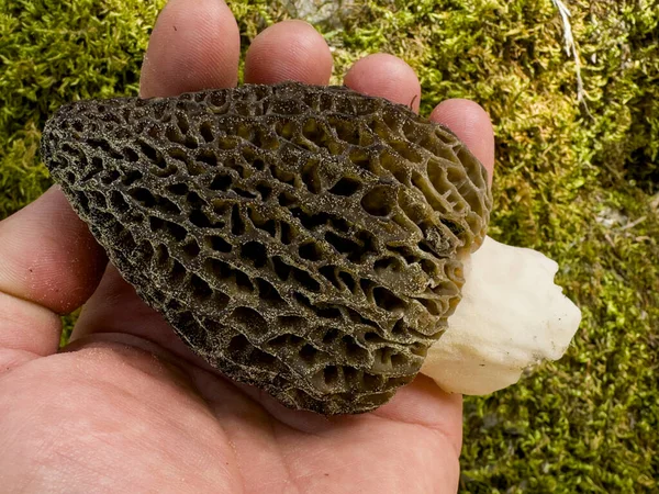 Photos End Season Morel Mushrooms Abundant Sporulation — Stock Photo, Image