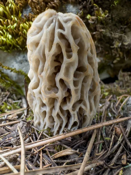 Morel Houby Konci Sezóny Barvy Finále — Stock fotografie