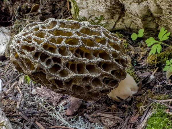 Fotos Cogumelos Morel Fim Estação Com Esporulação Abundante — Fotografia de Stock
