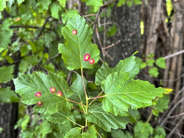 Meyve Yapraklarının Ortasında Sarı Kırmızı Noktalı Bir Hastalık — Stok fotoğraf