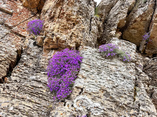 Tonos Púrpura Medio Los Picos Abrace Encanto Cautivador Esta Planta — Foto de Stock