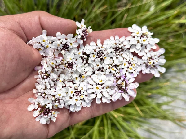 Niedliche Kleine Weiße Blüten Wachsen Den Hochgebirgen Des Mittelmeerraums — Stockfoto