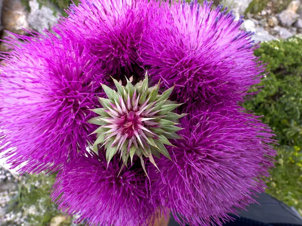 Kontrast Szczegóły Purpurowe Cierniowe Kwiaty Naturze — Zdjęcie stockowe