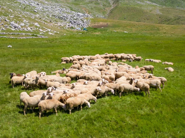 Raising the Woolly Stars: Optimizing Sheep and Lamb Breeding Practices