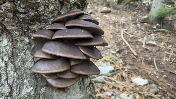 spruce tree mushrooms that are healthy, natural and have plenty of vitamin value
