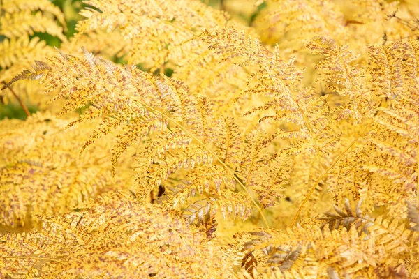 Prachtige Gele Dryopteris Expansa Alpiene Buckler Varen Noordelijke Buckler Varen — Stockfoto