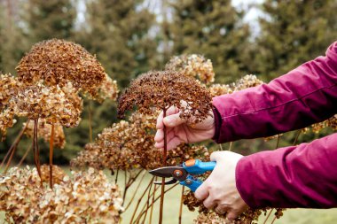 Person cut old hydrangeas flowers down before the Winter. Autumn home gardening work concept. clipart