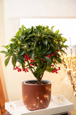 Ardisia crenata, Primulaceae, çeşitli isimlerle Noel meyvesi, Avustralya çoban püskülü, mercan tarlası, mercan çalısı, mercan üzümü, karadut ağacı, tavuk gözü ve baharat olarak bilinir. Çiçek..
