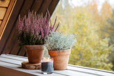 Gümüş yastık Bush (Calocephalus brownii ya da Leucophyta brownii) ve kenevir çiçeği (Calluna Vulgaris) sonbaharda açık havada, mevsimlik yemyeşil bitkiler konsepti.