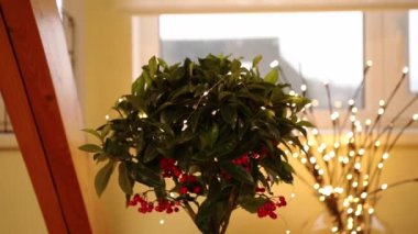 Ardisia crenata, Primulaceae, çeşitli isimlerle Noel meyvesi, Avustralya çoban püskülü, mercan tarlası, mercan çalısı, mercan üzümü, karadut ağacı, tavuk gözü ve baharat olarak bilinir. Çiçek..