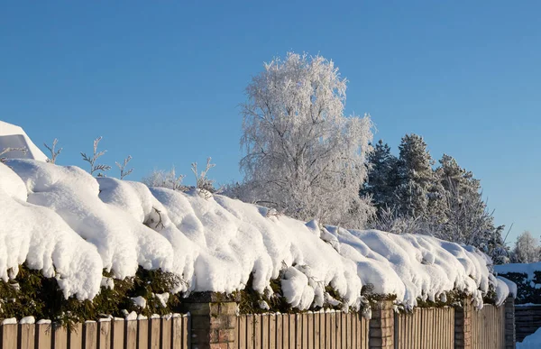 Gruba Warstwa Śniegu Thuja Occidentalis Północny Żywopłot Biało Cedrowy Zimą — Zdjęcie stockowe